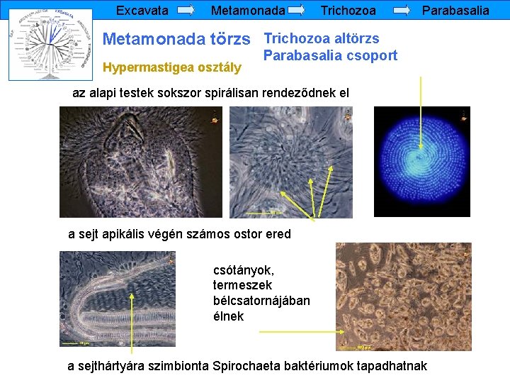 Excavata Metamonada Trichozoa Parabasalia Metamonada törzs Trichozoa altörzs Hypermastigea osztály Parabasalia csoport az alapi