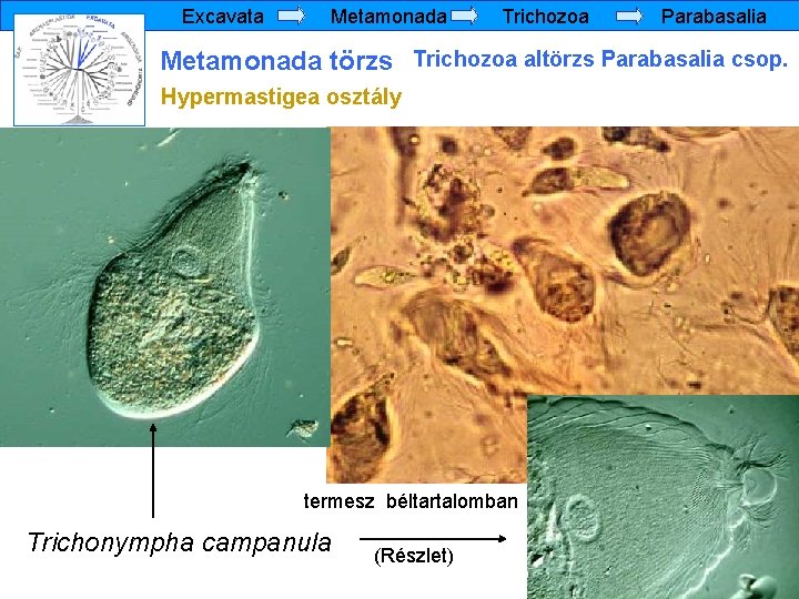 Excavata Metamonada Trichozoa Parabasalia Metamonada törzs Trichozoa altörzs Parabasalia csop. Hypermastigea osztály termesz béltartalomban