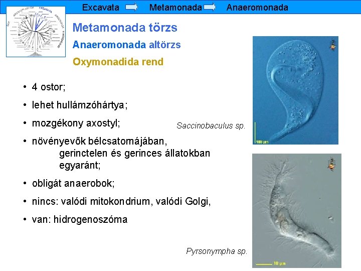 Excavata Metamonada Anaeromonada Metamonada törzs Anaeromonada altörzs Oxymonadida rend • 4 ostor; • lehet