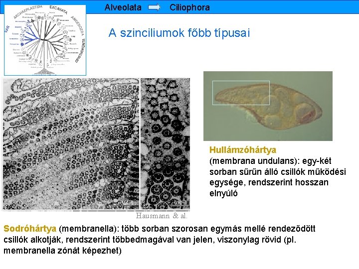 Alveolata Ciliophora A szinciliumok főbb típusai Hullámzóhártya (membrana undulans): egy-két sorban sűrűn álló csillók