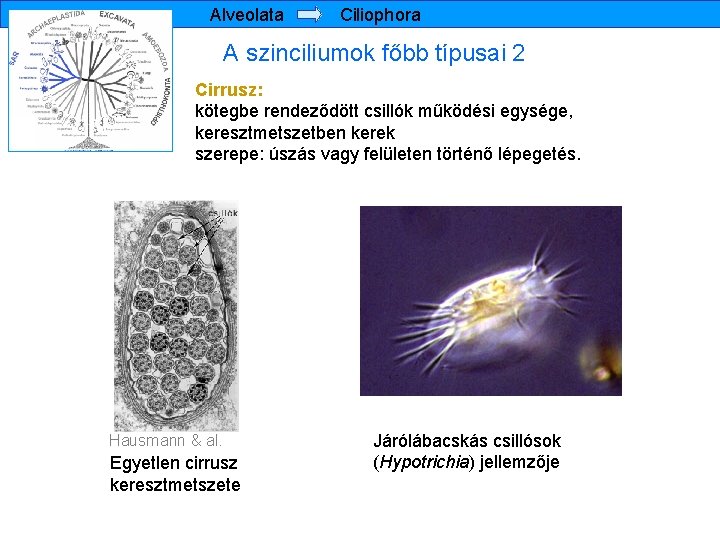 Alveolata Ciliophora A szinciliumok főbb típusai 2 Cirrusz: kötegbe rendeződött csillók működési egysége, keresztmetszetben