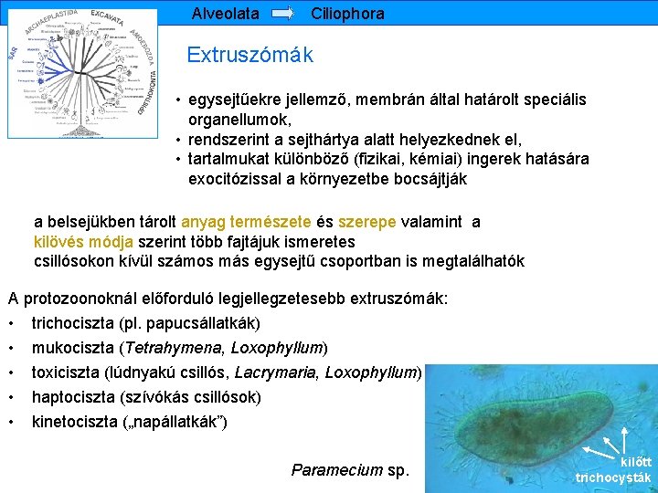 Alveolata Ciliophora Extruszómák • egysejtűekre jellemző, membrán által határolt speciális organellumok, • rendszerint a
