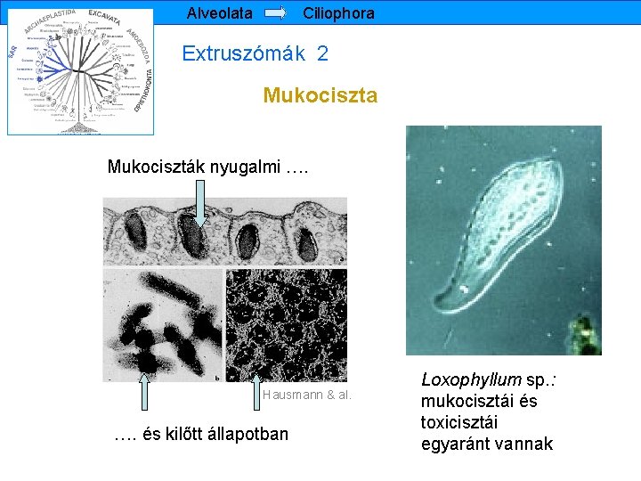 Alveolata Ciliophora Extruszómák 2 Mukociszta Mukociszták nyugalmi …. Hausmann & al. …. és kilőtt