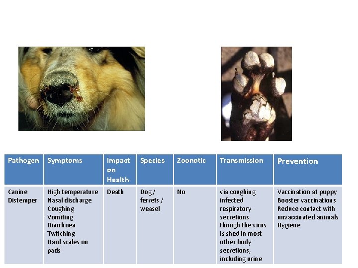 Pathogen Symptoms Impact on Health Species Zoonotic Transmission Prevention Canine Distemper High temperature Nasal