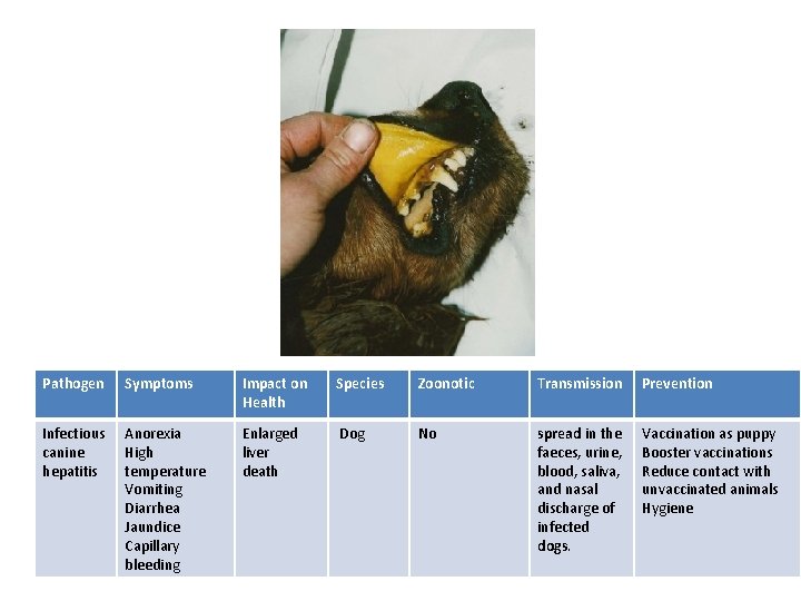 Pathogen Symptoms Impact on Health Species Zoonotic Transmission Prevention Infectious canine hepatitis Anorexia High