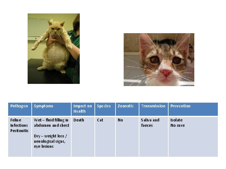 Pathogen Symptoms Feline Infectious Peritonitis Wet – fluid filling in Death abdomen and chest