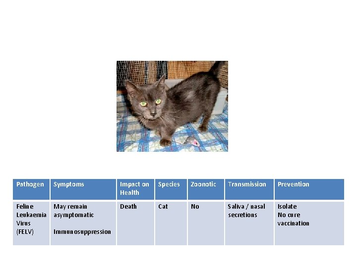 Pathogen Symptoms Impact on Health Species Zoonotic Transmission Prevention Feline Leukaemia Virus (FELV) May