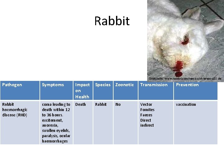 Rabbit Pathogen Symptoms Impact on Health Species Zoonotic Transmission Prevention Rabbit haemorrhagic disease (RHD)
