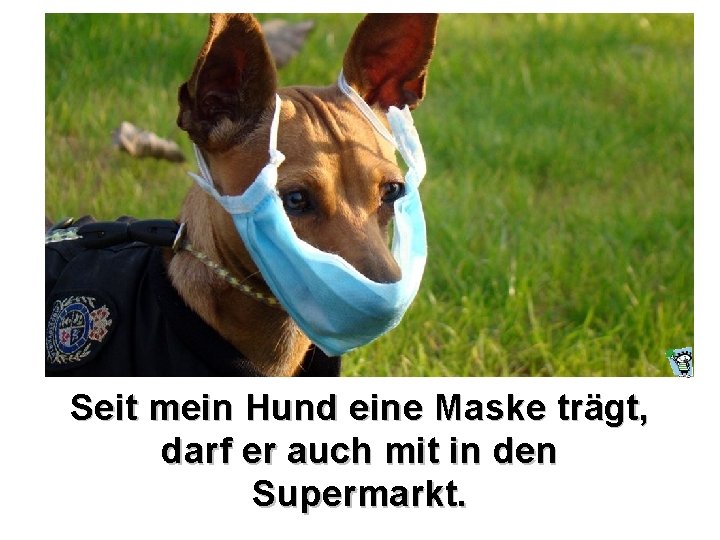 Seit mein Hund eine Maske trägt, darf er auch mit in den Supermarkt. 