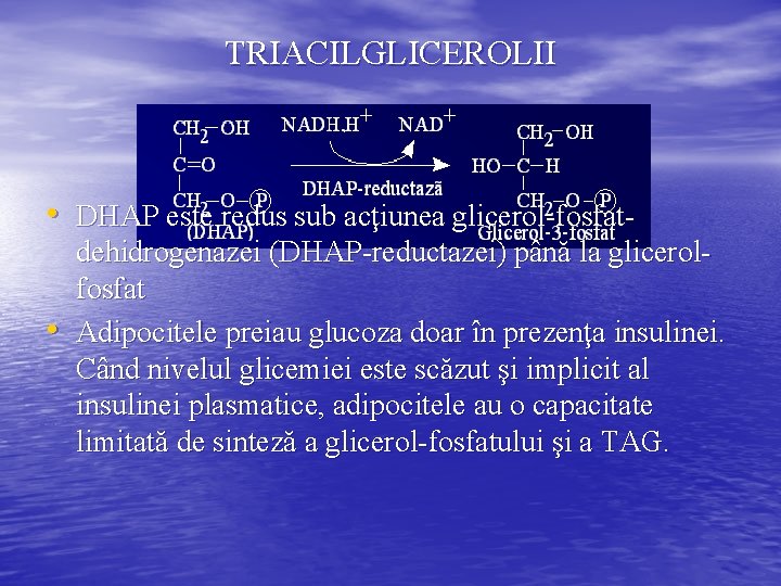 TRIACILGLICEROLII • DHAP este redus sub acţiunea glicerol-fosfat • dehidrogenazei (DHAP-reductazei) până la glicerolfosfat
