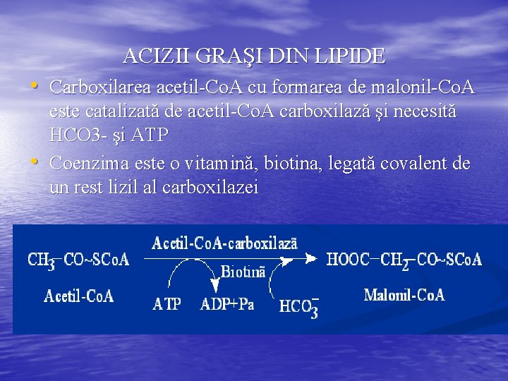 ACIZII GRAŞI DIN LIPIDE • Carboxilarea acetil-Co. A cu formarea de malonil-Co. A •