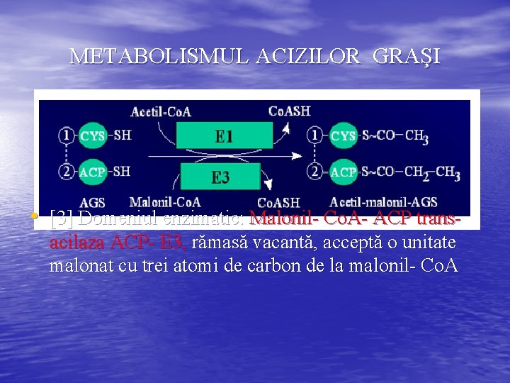METABOLISMUL ACIZILOR GRAŞI • [3] Domeniul enzimatic: Malonil- Co. A- ACP transacilaza ACP- E