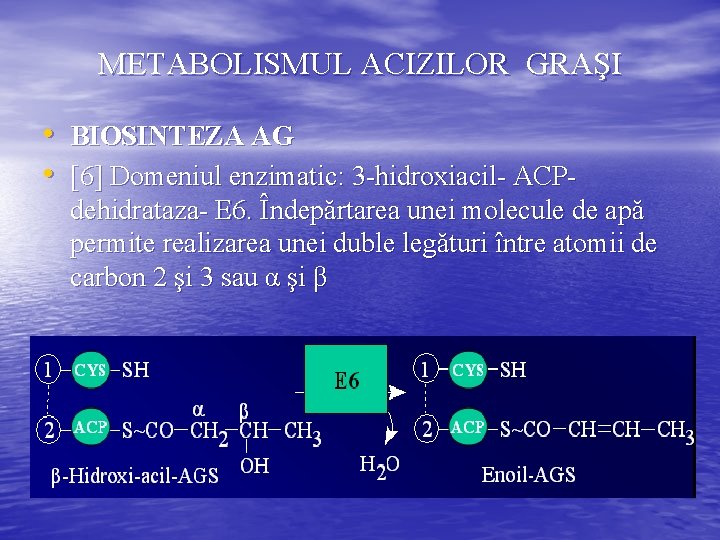 METABOLISMUL ACIZILOR GRAŞI • BIOSINTEZA AG • [6] Domeniul enzimatic: 3 -hidroxiacil- ACP- dehidrataza-