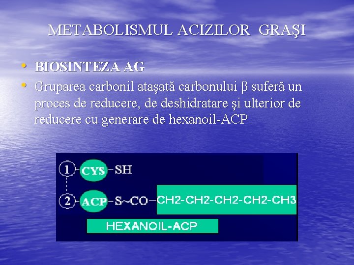 METABOLISMUL ACIZILOR GRAŞI • BIOSINTEZA AG • Gruparea carbonil ataşată carbonului β suferă un