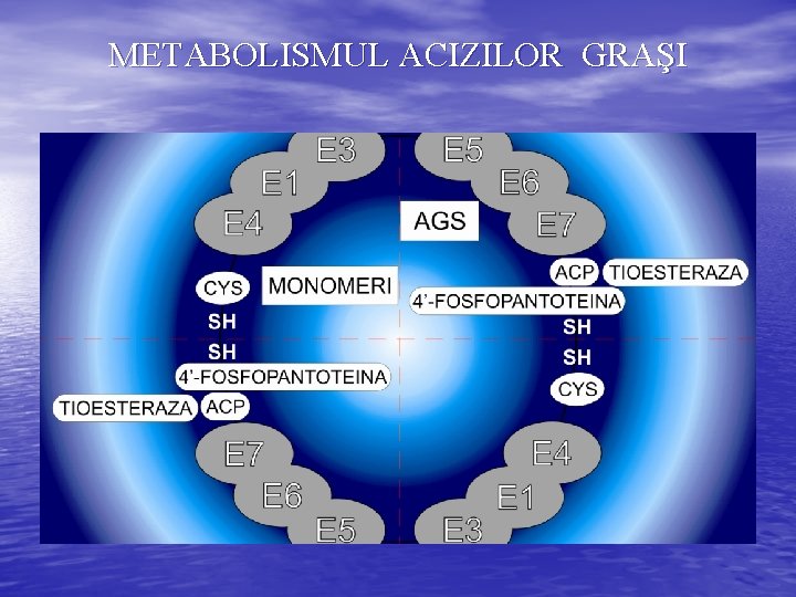 METABOLISMUL ACIZILOR GRAŞI 