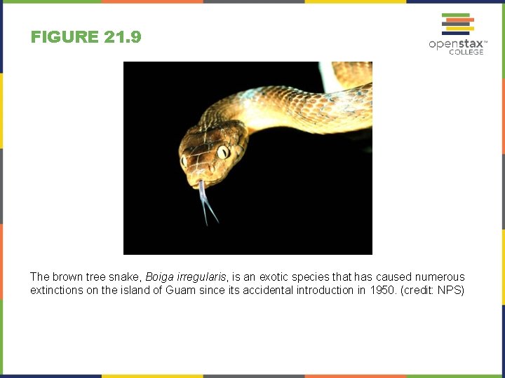 FIGURE 21. 9 The brown tree snake, Boiga irregularis, is an exotic species that