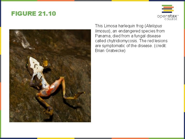 FIGURE 21. 10 This Limosa harlequin frog (Atelopus limosus), an endangered species from Panama,