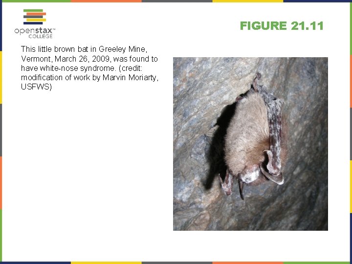 FIGURE 21. 11 This little brown bat in Greeley Mine, Vermont, March 26, 2009,