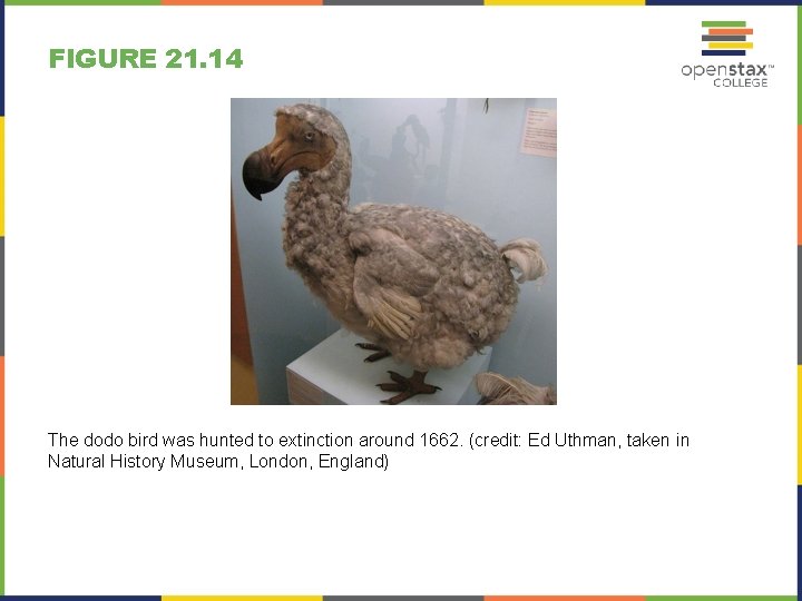 FIGURE 21. 14 The dodo bird was hunted to extinction around 1662. (credit: Ed
