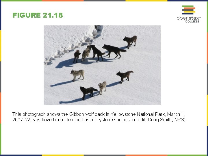 FIGURE 21. 18 This photograph shows the Gibbon wolf pack in Yellowstone National Park,