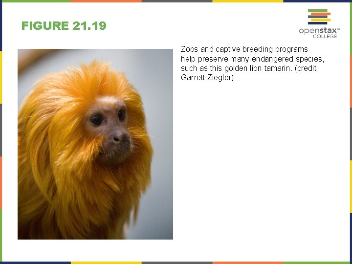 FIGURE 21. 19 Zoos and captive breeding programs help preserve many endangered species, such