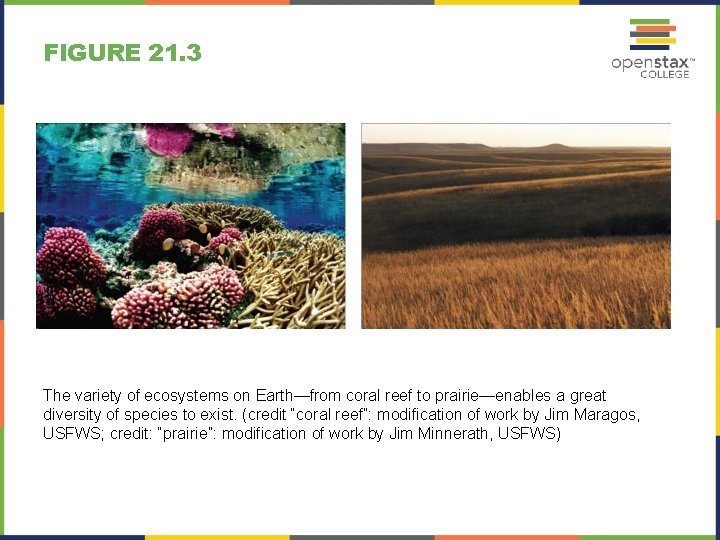 FIGURE 21. 3 The variety of ecosystems on Earth—from coral reef to prairie—enables a