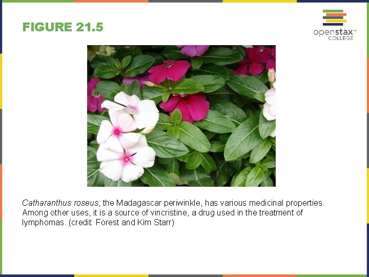 FIGURE 21. 5 Catharanthus roseus, the Madagascar periwinkle, has various medicinal properties. Among other