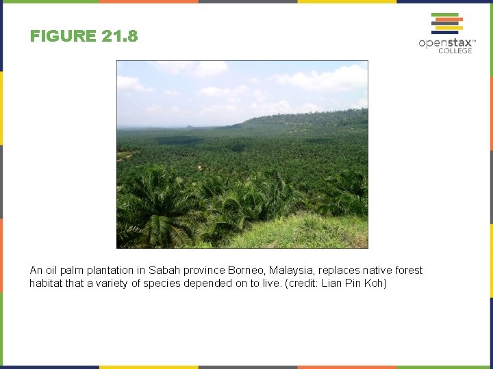 FIGURE 21. 8 An oil palm plantation in Sabah province Borneo, Malaysia, replaces native