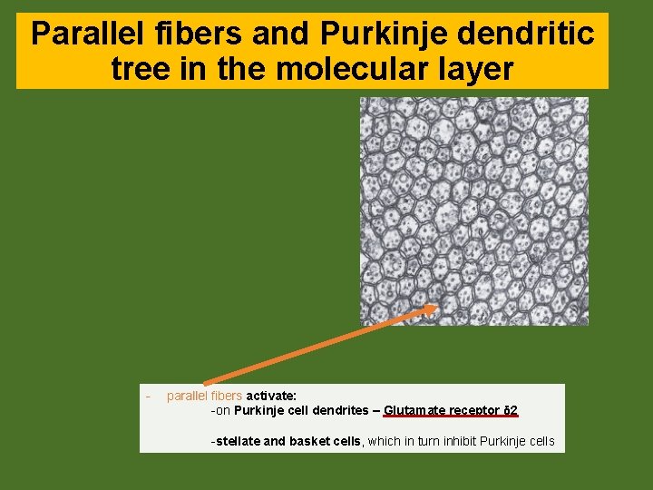 Parallel fibers and Purkinje dendritic tree in the molecular layer - parallel fibers activate: