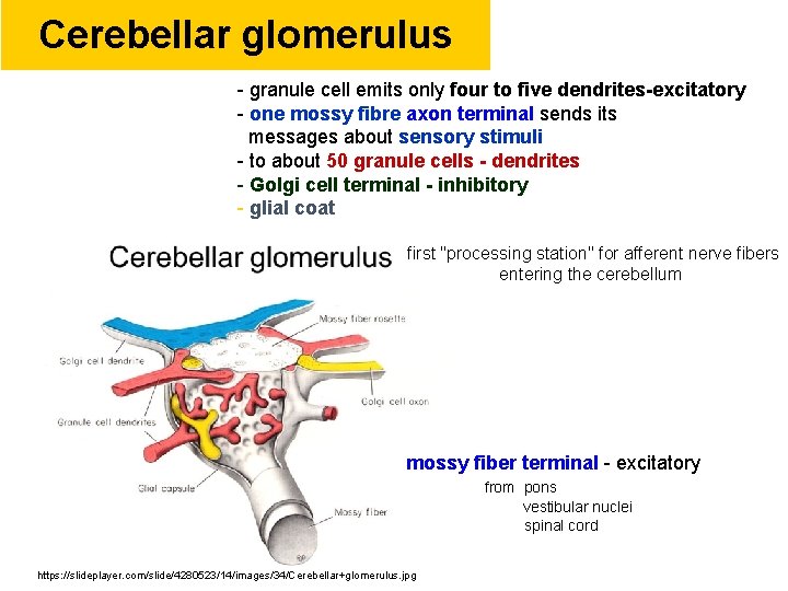 Cerebellar glomerulus - granule cell emits only four to five dendrites-excitatory - one mossy