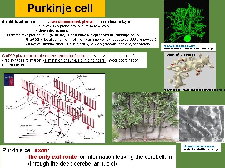 Purkinje cell dendritic arbor: form nearly two-dimensional, planar in the molecular layer - oriented