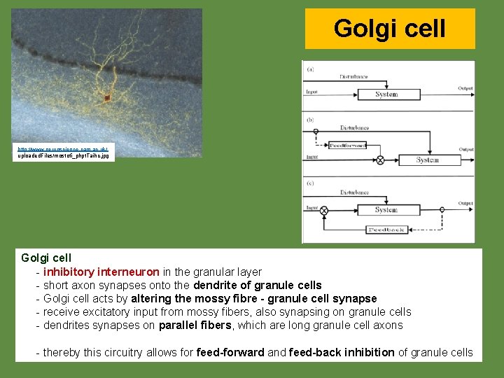 Golgi cell http: //www. neuroscience. cam. ac. uk/ uploaded. Files/mostofi_phpt. Taihc. jpg Golgi cell
