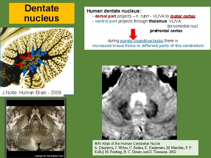 Dentate nucleus Human dentate nucleus: - dorsal part projects – n. rubrr - VL/VA