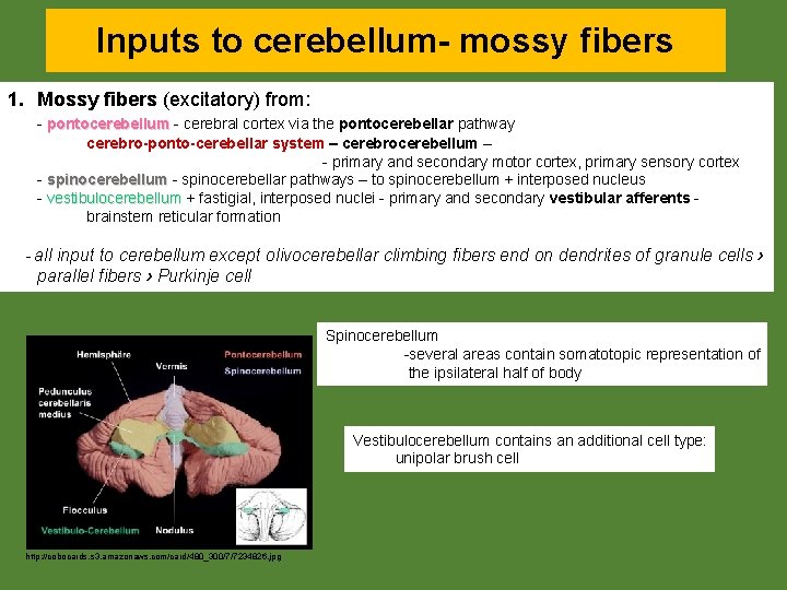 Inputs to cerebellum- mossy fibers 1. Mossy fibers (excitatory) from: - pontocerebellum - cerebral