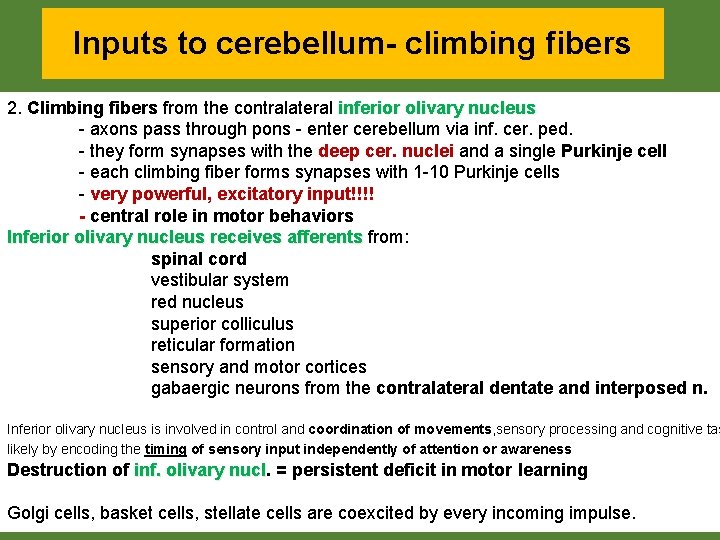 Inputs to cerebellum- climbing fibers 2. Climbing fibers from the contralateral inferior olivary nucleus