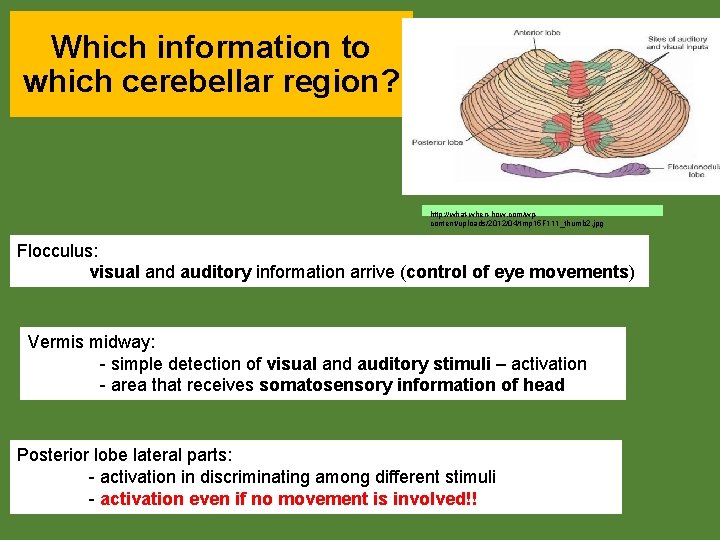 Which information to which cerebellar region? http: //what-when-how. com/wpcontent/uploads/2012/04/tmp 15 F 111_thumb 2. jpg