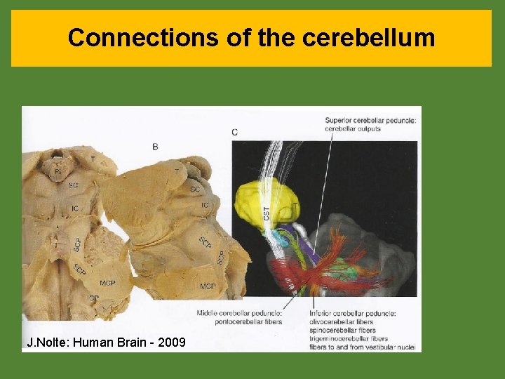 Connections of the cerebellum J. Nolte: Human Brain - 2009 