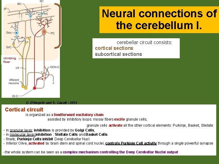 Neural connections of the cerebellum I. cerebellar circuit consists: cortical sections subcortical sections climbing