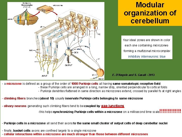 Modular organization of cerebellum four ideal zones are shown in color each one containing
