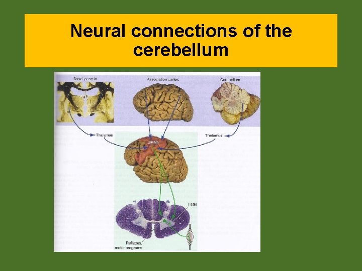 Neural connections of the cerebellum 