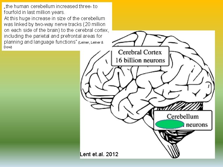 „the human cerebellum increased three- to fourfold in last million years. At this huge