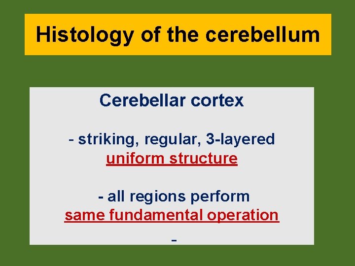 Histology of the cerebellum Cerebellar cortex - striking, regular, 3 -layered uniform structure -