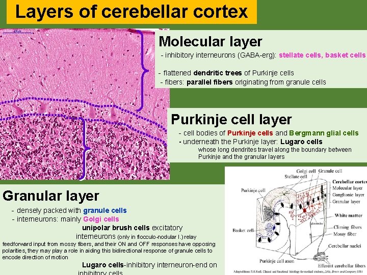 Layers of cerebellar cortex Molecular layer - inhibitory interneurons (GABA-erg): stellate cells, basket cells