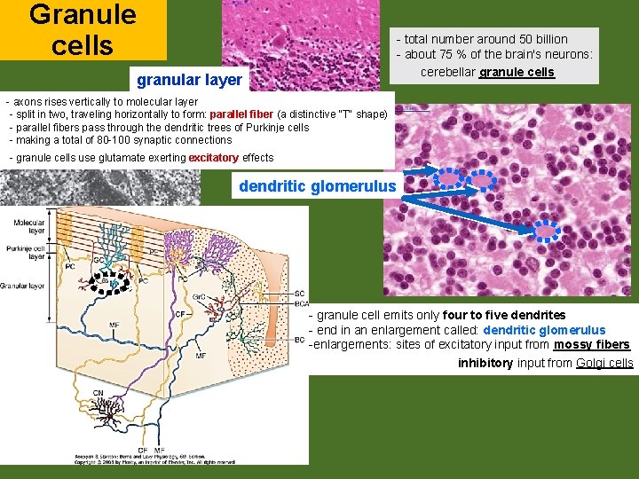 Granule cells - total number around 50 billion - about 75 % of the