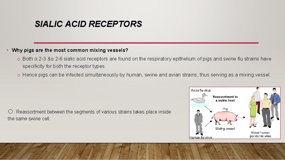 SIALIC ACID RECEPTORS • Why pigs are the most common mixing vessels? o Both