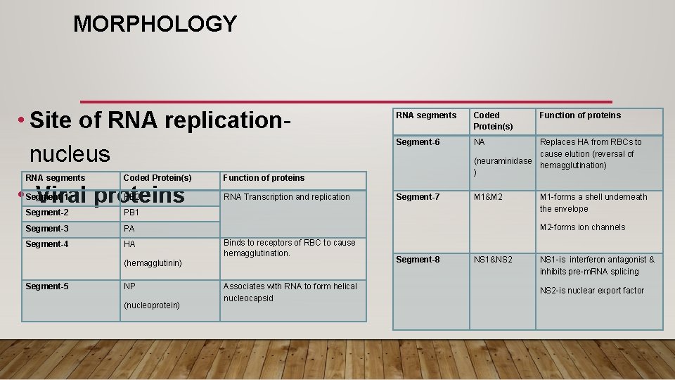 MORPHOLOGY • Site of RNA replication- nucleus RNA segments Coded Protein(s) Segment-6 NA Segment-7