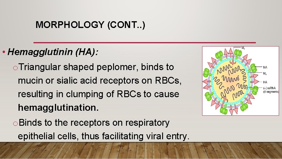 MORPHOLOGY (CONT. . ) • Hemagglutinin (HA): o. Triangular shaped peplomer, binds to mucin