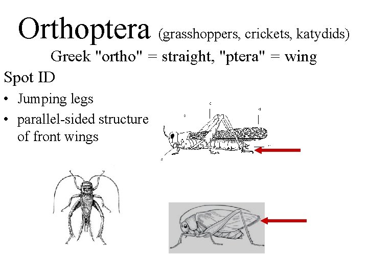 Orthoptera (grasshoppers, crickets, katydids) Greek "ortho" = straight, "ptera" = wing Spot ID •