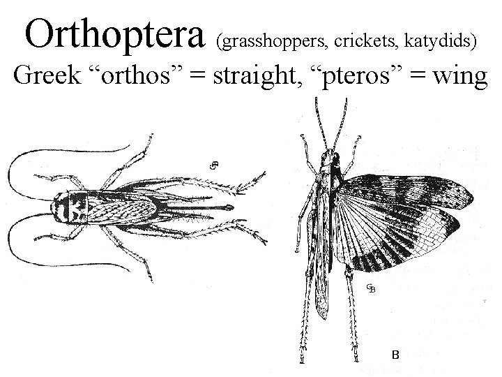 Orthoptera (grasshoppers, crickets, katydids) Greek “orthos” = straight, “pteros” = wing 
