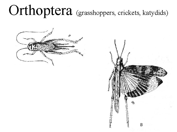 Orthoptera (grasshoppers, crickets, katydids) 